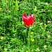 eine einzelne Tulpe