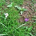 Crocus albiflorus Kit.<br />Iridaceae<br /><br />Croco bianco.<br />Crocus du printemps.<br />Frühlings-Krokus.