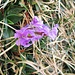 Primula hirsuta All.<br />Primulaceae<br /><br />Primula irsuta.<br />Primevère à gorge blanche.<br />Rote Felsen-Primel.