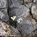 Pritzelago alpina (L.) Kuntze s.str. / Hutchinsia alpina (L.) R.Br.<br />Brassicaceae<br /><br />Iberidella alpina.<br />Cresson des chamois / Pritzelago des Alpes.<br />Gewoenliche Gämskresse / Alpen-Gemskresse.