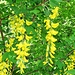 Laburnum anagyroides Medik.<br />Fabaceae<br /><br />Maggiociondolo comune.<br />Aubour commun.<br />Gemeiner Goldregen.