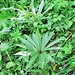 Galium odoratum (L.) Scop.<br />Rubiaceae<br /><br />Caglio odoroso.<br />Gaillet odorant.<br />Echter Waldmester.