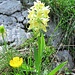 Dactylorhiza sambucina (L.) Soò<br />Orchidaceae<br /><br />Orchide sambucina.<br />Orchis à odeur de sureau.<br />Holunder-Knabenkraut.