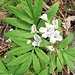 Cardamine heptaphylla (Vill.) O. E. Schulz<br />Brassicaceae<br /><br />Dentaria pennata.<br />Dentaire à sept folioles.<br />Fiederblättrige Zahnwurz.