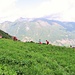 Nei pressi dell'Alpe Prabello di Sotto. 