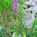 Orchis mascula (L.) L.s.str.<br />Orchidaceae<br /><br />Orchide maschia.<br />Orchis male.<br />Männliches Knabenkraut.