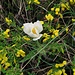 Pulsatilla alpina (L.) Delarbre s.str.<br />Ranunculaceae<br /><br />Pulsatilla bianca.<br />Pulsatille des Alpes.<br />Weisse Alpen-Anemone.