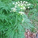 Molopospermum peloponnesiacum (L.) W. D. J. Koch<br />Apiaceae<br /><br />Cicutaria fetida.<br />Moloposperme du Peloponnèse.<br />Striemensame.