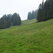 Die endlose Almwiese - ganz oben Alphütte, dort vorm Wald rechts.