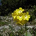 ...auch Felsaurikel genannt; Vorkommen zw. 1600-2500m Höhe; sie wächst nur auf kalkigem Boden im Gebirge; Blüte: April/Mai, sie ist geschützt