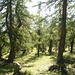 Durch die Lärchenwälder oberhalb 1500m