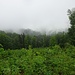 Blick zurück über tropfnasses Maiengrün in die Regenwolken.