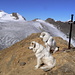 Gipfelpanorama... zwei Jahre später hocken meine Hunde auf dem Blinnenhorn (links), siehe separater Bericht.