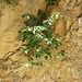 Ein Feigenbaum in einer Felsspalte