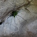 Die Natur wächst überall, auch in der Höhlendecke.