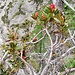 Rhododendrom ferrugineum L.<br />Ericaceae<br /><br />Rododendro rosso.<br />Rhododendrum ferugineux.<br />Rostblättrige Alpenrose.