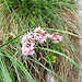 Daphne striata Tratt.<br />Thymelaceae<br /><br />Dafne rosea.<br />Daphne strié.<br />Gestreiffer Seidelbast.