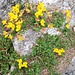 Lotus alpinus (DC.) Ramond<br />Fabaceae<br /><br />Ginestrino delle Alpi.<br />Lotier des Alpes.<br />Alpen-Hornklee.