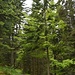 So wie Cresta- und Caumasee ist auch der Wald reich an Grüntönen.
