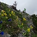 Inmitten üppiger Blumenpracht hat [u Lena] den Gipfel P. 1769 m erreicht.