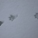 <b>Osservo numerose impronte di animali selvatici (marmotte, volpi, camosci) e vedo diverse coppie di pernici delle nevi. </b>