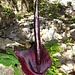 Dracunculus vulgaris (Drachenwurz) eine sehr auffällige Pflanze.