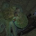 Mein Lieblingstier unter Wasser / Il mio animale preferito sott`acqua: der Polpo, Gemeiner Krake, Octopus vulgaris