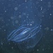 Beeindruckende Begegnung nachts im Meer: Leucothea multicornis, eine Rippen- oder Kammqualle (Ctenophora) [http://de.wikipedia.org/wiki/Rippenquallen]<br /><br />Un incontro molto impressionante di notte nel mare: Leucothea multicornis, uno ctenoforo [http://it.wikipedia.org/wiki/Ctenophora]