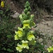 Antirrhinum latifolium ist eine Pflanzenart aus der Gattung der Löwenmäuler (Antirrhinum) in der Familie der Wegerichgewächse (Plantaginaceae). (Wikipedia)