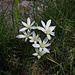 Der Dolden-Milchstern (Ornithogalum umbellatum), auch Doldiger Milchstern oder auch Stern von Bethlehem genannt, ist eine Pflanzenart aus der Gattung der Milchsterne (Ornithogalum) innerhalb der Familie der Spargelgewächse (Asparagaceae). (Wikipedia)