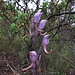 Eine Orchidee: der Violette Dingel (Limodorum abortivum)