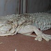 Geckos (Gekkonidae): Ich finde diese Tiere einfach genial!<br /><br />Semplicemente geniali, i gechi!
