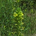 Die Klebrige Parentucellie oder Gelbe Bartsie (Parentucellia viscosa) ist eine Pflanzenart aus der Gattung Parentucellia in der Familie der Sommerwurzgewächse (Wikipedia)