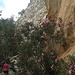 Oleander und Felswände nahe Sougia