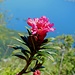 Rododendri in fiore