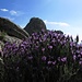 Monte San Bartolomeo mit Lavendel / con lavanda