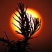 Rosmarin mit der untergehenden Sonne / Il rosmarino con il sole tramontando
