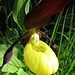 Frauenschuh (Cypripedium calceolus)