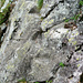 Zwischen Mater und Launc - Eingehauene Tritte (Tacche) über abschüssigen Felsplatten