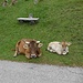 Ohne Zaun können sich die Kühe hier bewegen