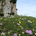 Blumen über Blumen auf der Alp Sigel
