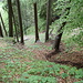 schon im Waldstück ist es relativ Steil