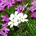 Blumenpracht am Südwestgrat - eher ungewöhnlich am Wildhuser Schafberg.