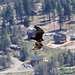 A turkey vulture high above South Lake Tahoe