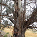 Huge Eucalyptus Tree