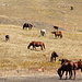 Horses at the foot of Bishop Peak