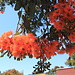 Wonderful Tree flowers in Morro Bay