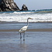 Morro Bay Beach Life III<br />Pillar Rock in the back