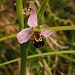 Bienenragwurz