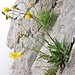 Hieracium pilosella L.<br />Asteraceae<br /><br />Sparviere pilosetto.<br />Epervière piloselle.<br />Langhaariges Habichtskraut.